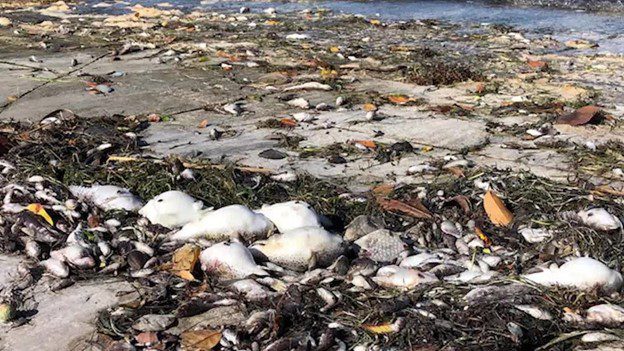 Large Fish Kill reported in Biscayne Bay