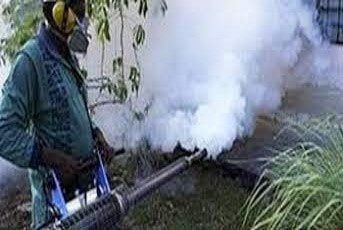 St. Vincent Bees population under threat