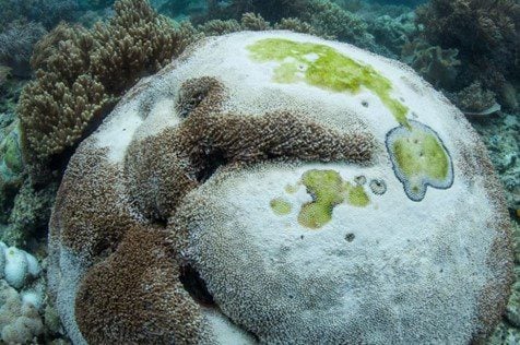 Deadly coral disease in Caribbean may be transported in ship hulls
