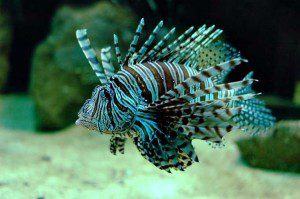 Antigua prepares for lionfish tournament