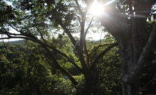 Guyana praised for selling sell ART certified carbon credits for protecting its rainforest