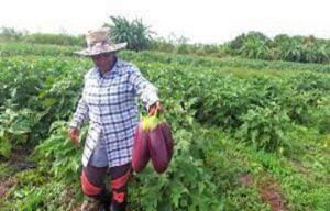 Cuba joins CARICOM Task Force on Agriculture