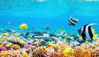 St. Lucia project among ten UN flagship initiatives recognized for restoring the natural world