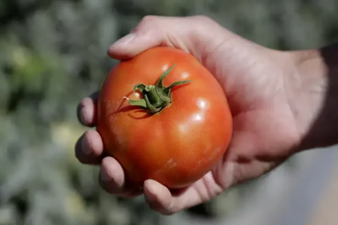Florida crops appear to escape damage from unusual cold