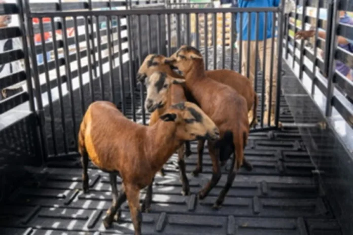 Guyana expecting remaining shipment of black belly sheep from Barbados
