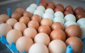 Guyana to invest in broiler breeder facility to reduce importation of eggs