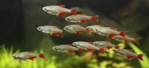 Over 600 fish species found in Guyana