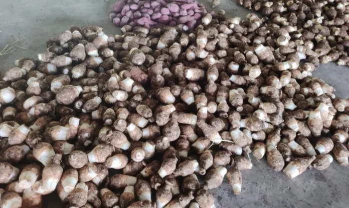 FAO launches regional projects to boost food production and trade in Caribbean