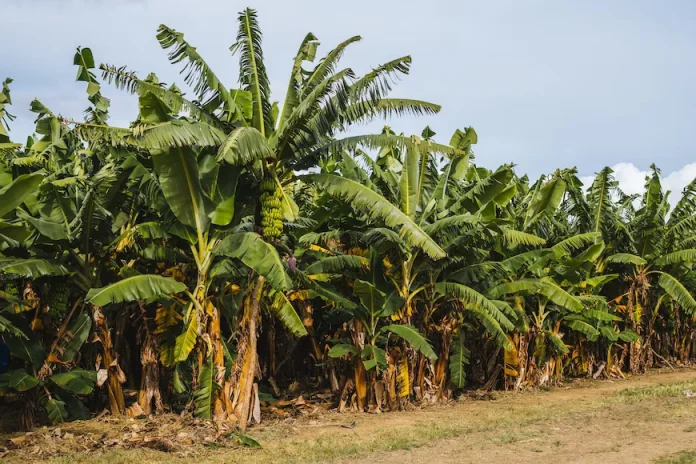 Jamaican farmers urged to guard against the TR4 Disease