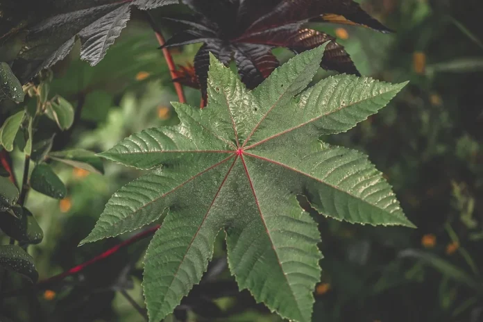 Jamaica stakeholders urged to take advantage of castor oil market