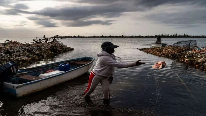 In Bahamas, a struggle to save conch, and a way of life