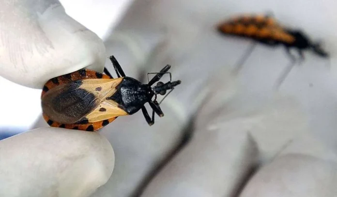 PAHO calls for strengthening of first level of care for early detection, treatment of Chagas in the Caribbean