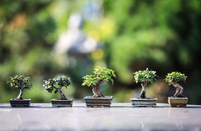 City of Miami Gardens Councilwoman Linda Julien to host Arbor Day tour to educate students