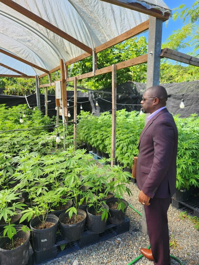 St Kitts-Nevis Cannabis Act now fully activated
