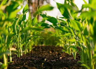 Jamaica eyes inclusion of disabled workers in Canadian farm program farm