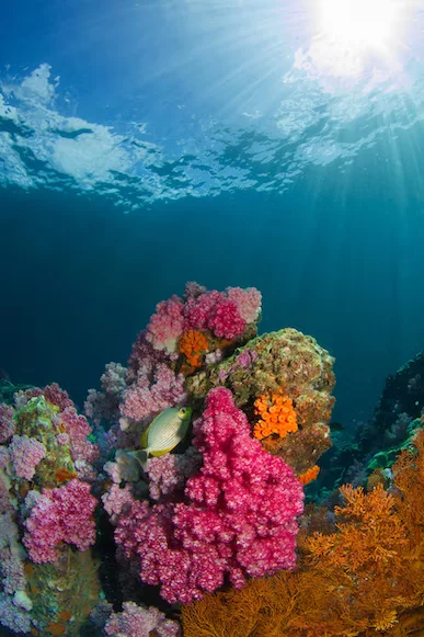 Dive Conservation Festival: Grenada edition returns for its second year