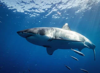 Tragic shark attack claims life of US woman in The Bahamas Shark