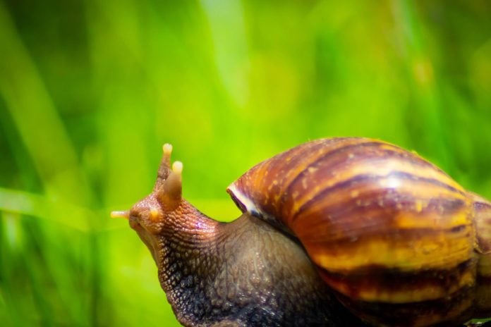 Quarantine in South Florida after Giant African Land Snail spotted
