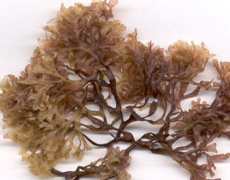 Irish Moss