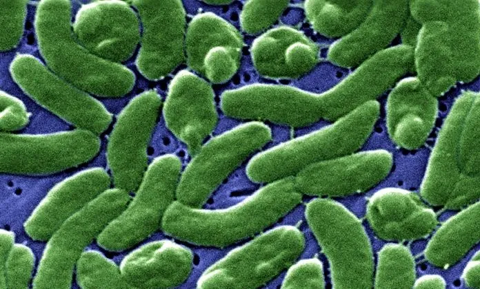 flesh-eating bacteria