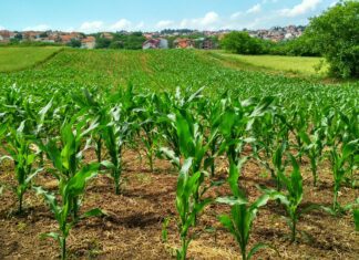 Class action lawsuit seeks justice for Jamaican farm workers in Canada