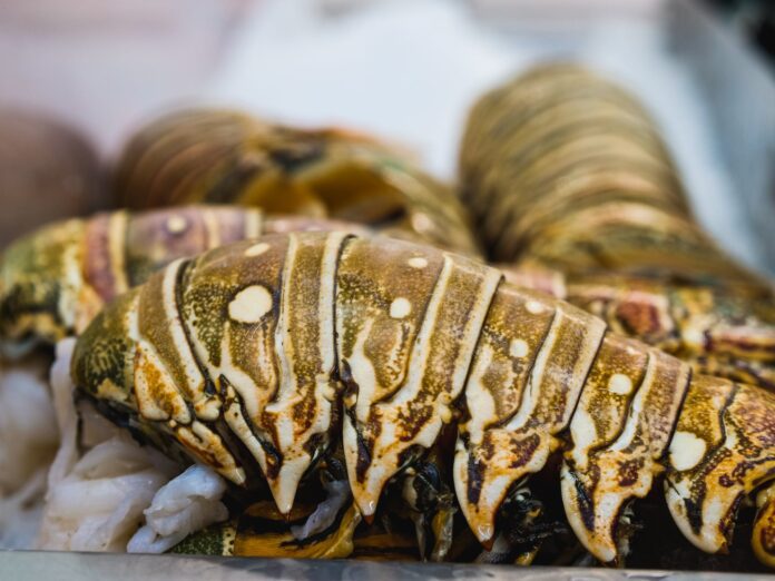 lobster
