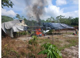 Guyanese police eradicate extensive marijuana plantation