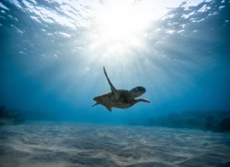 The Grenada Artificial Reef Project celebrates 10 years of marine conservation marine