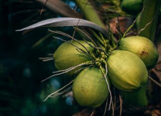 Guyana boosts coconut production