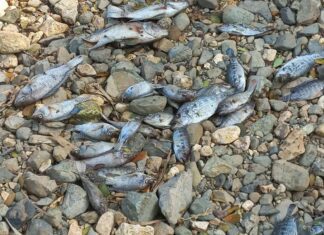 Jamaica: NEPA reports containment of fish kill in Rio Cobre fish kill