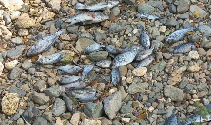 fish kill