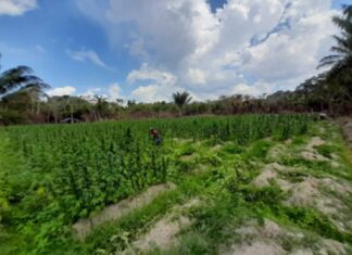 Multi-billion dollar marijuana bust made in GDF joint operation