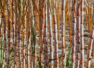 Prime Minister John Briceño welcomes agreement for Belize’s sugar crop industry Belize Commission of Inquiry into sugar cane industry to hold public hearing