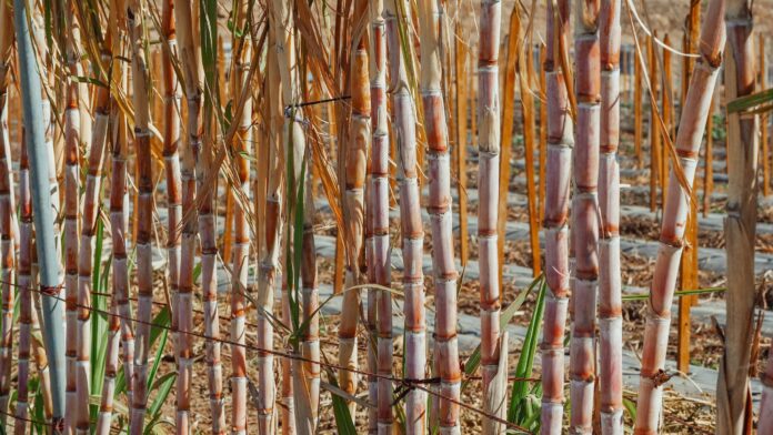 Belize Commission of Inquiry into sugar cane industry to hold public hearing