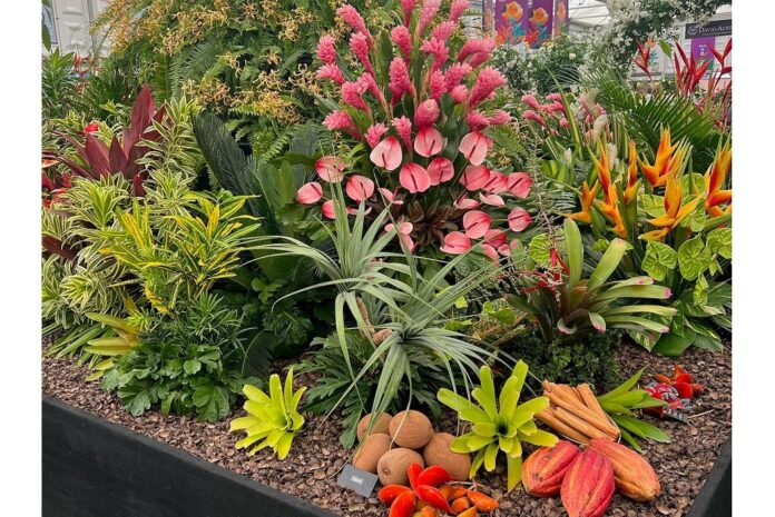 Pure Grenada at the RHS Chelsea Flower Show 2024 in London.