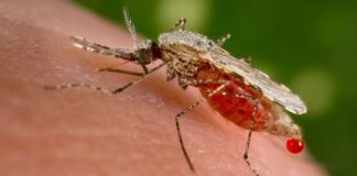 PAHO urges governments to expand malaria diagnosis and treatment malaria