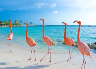 Planning a girls trip to Aruba? Here’s why more groups book a yacht ABC islands Aruba