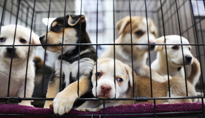 Miami-Dade County Animal Services participates in 10th annual Clear The Shelters campaign