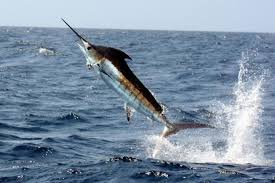 Anticipation builds for September 23-28 Port Antonio Marlin Tournament