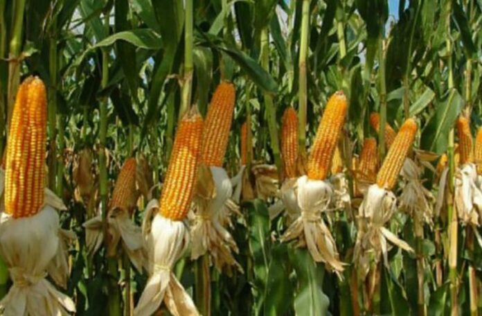 Guyana on Track to Achieve Complete Livestock Feed Production by 2025