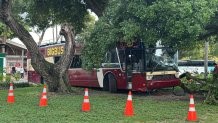 Tour bus crashes into tree outside Bayside Marketplace