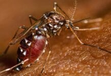 PAHO issues new clinical guidelines for severe yellow fever cases in the Americas yellow fever