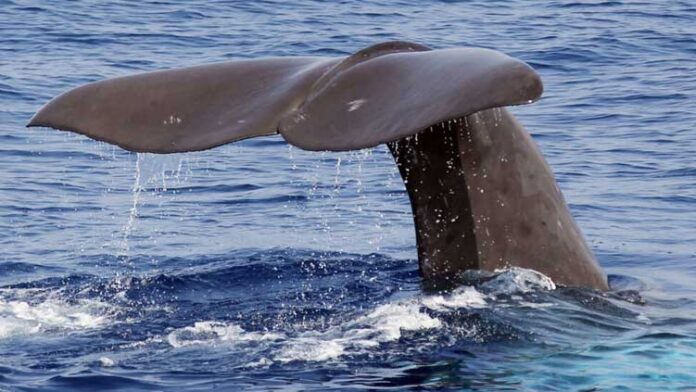 Dominica delays sperm whale reserve bill