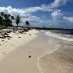 Paradise Lost? Sargassum Crisis Turns Caribbean Beaches Brown