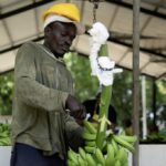‘Always hiding’ — Haitian laborers fear Dominican deportation push
