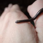 World’s smallest snake makes big comeback