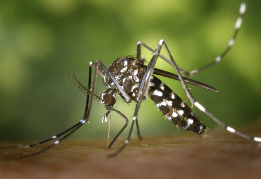 Guyana puts health facilities on alert amid chikungunya cases in Suriname