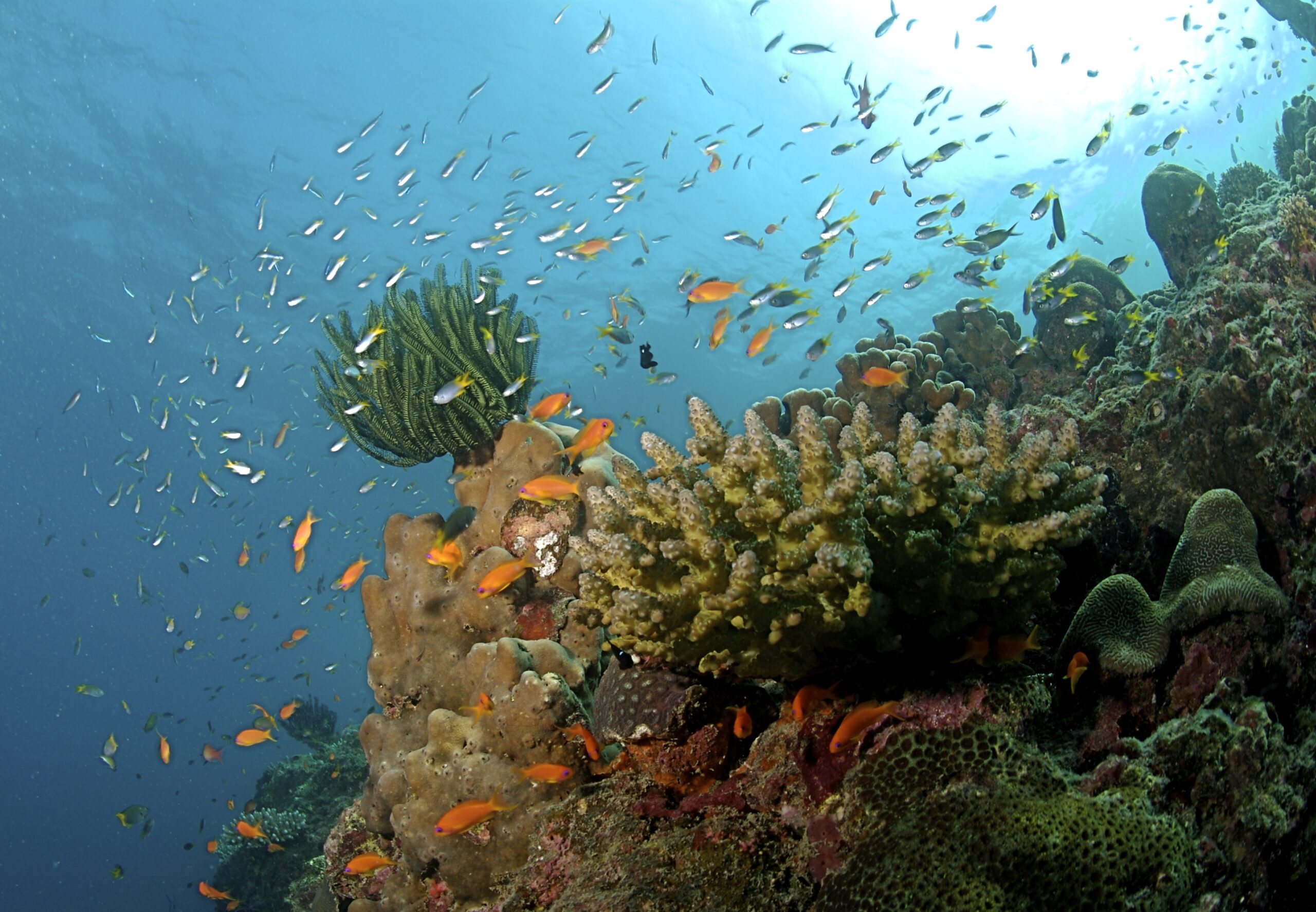 Antigua and Barbuda moves toward ban on reef-harming sunscreens