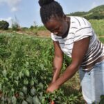 RADA urges farmers to prepare for Tropical Storm Melissa