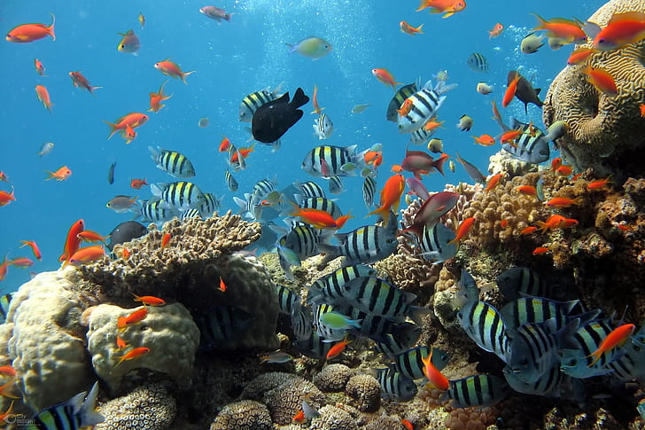 Cayman conservationist urges public to stop eating local reef fish
